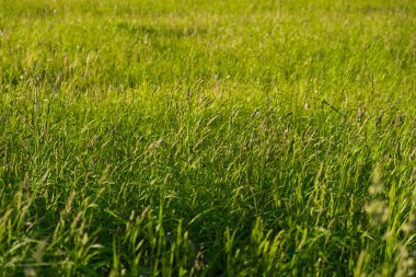 Taze yeşil çimenler