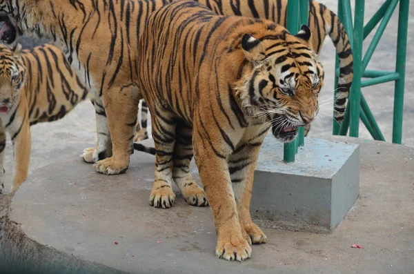 angry hungry striped bengal tiger