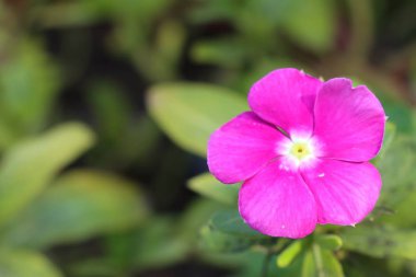 Tropikal Cezayir menekşesi çiçeklenir