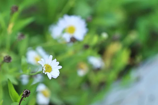 Diasy Bloem Tropica — Stockfoto