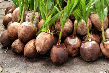 Hindistan cevizi ağacı filizleri