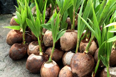 Hindistan cevizi ağacı filizleri