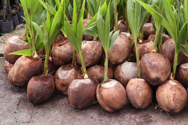 Hindistan cevizi ağacı filizleri