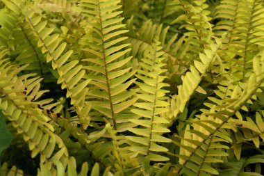 Sarı fern tropikal