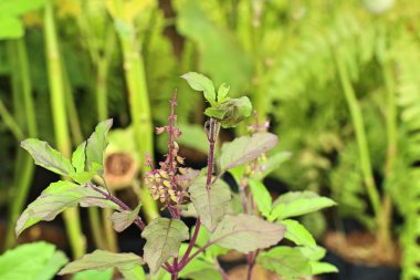 fesleğen bitki Bahçe