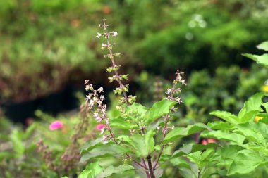fesleğen bitki Bahçe