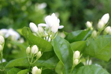 Yasemin beyaz çiçekler, tropikal