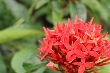 MahS çiçekler, tropikal