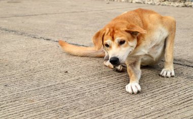 Zeminde yol kenarında köpek