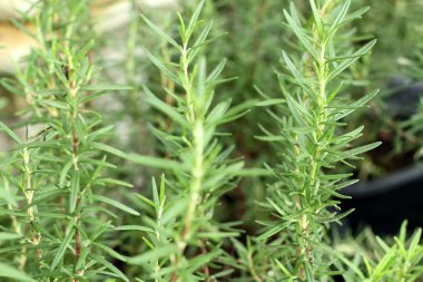 Bahçedeki biberiye bitkisi