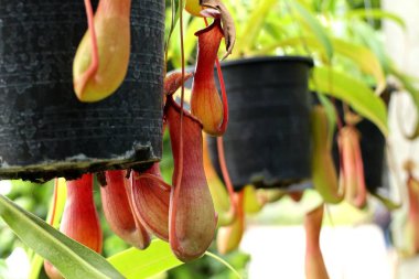 Nepenthes veya tropikal sürahi bitkiler