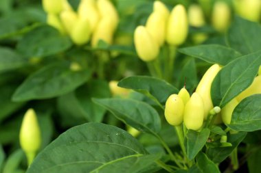 Bahçe içinde Chili biber