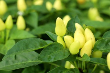 Bahçe içinde Chili biber