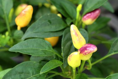 Bahçe içinde Chili biber