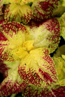 Bahçe içinde güzel yaprak desen