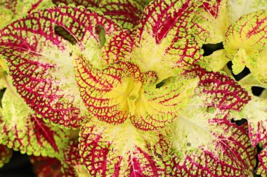 Bahçe içinde güzel yaprak desen