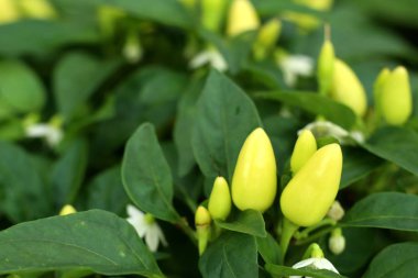 Bahçe içinde Chili biber