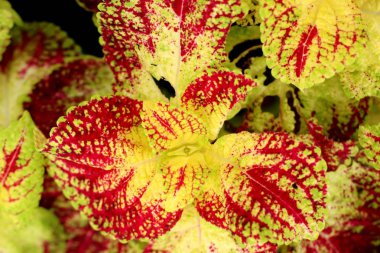 Bahçe içinde güzel yaprak desen