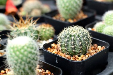 Tropikal güzel kaktüs