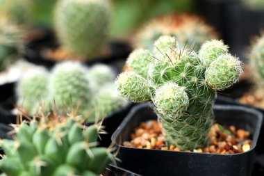 Tropikal güzel kaktüs