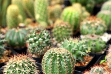 Tropikal güzel kaktüs