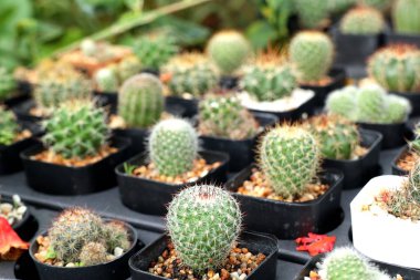 Tropikal güzel kaktüs