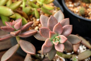 Calandiva ya da kaktüs doğada