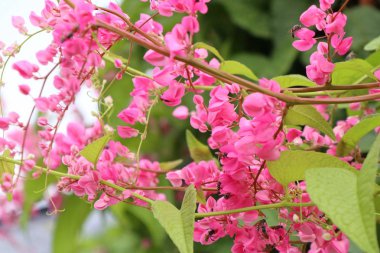 Pembe asma çiçekler, tropikal