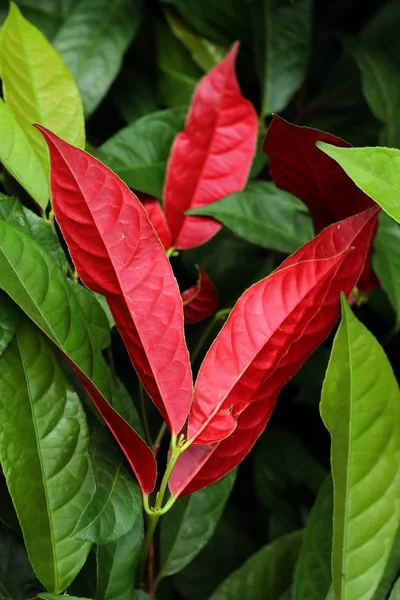 Feuilles Rouges Tropical — Photo