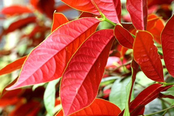 Tropikal Içinde Kırmızı Yaprakları — Stok fotoğraf