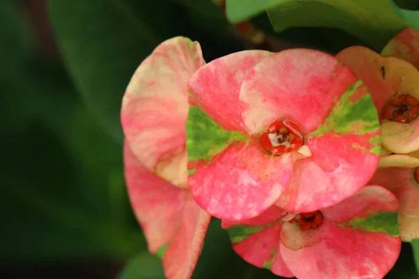 Corona Espinas Flor — Foto de Stock