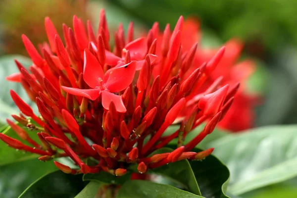 Ixora Flowers Tropical — Stock Photo, Image