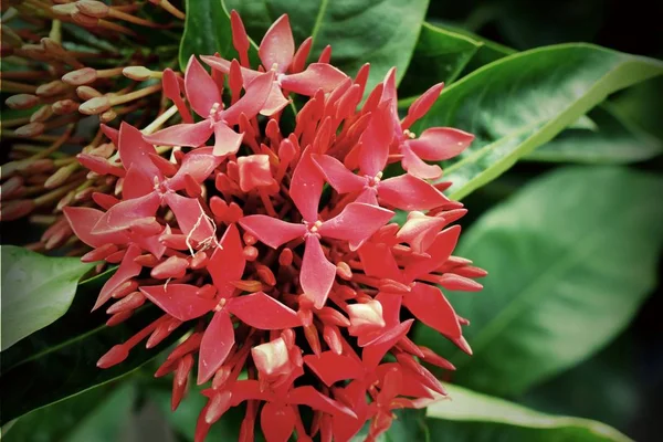 Ixora Flores Tropical — Fotografia de Stock