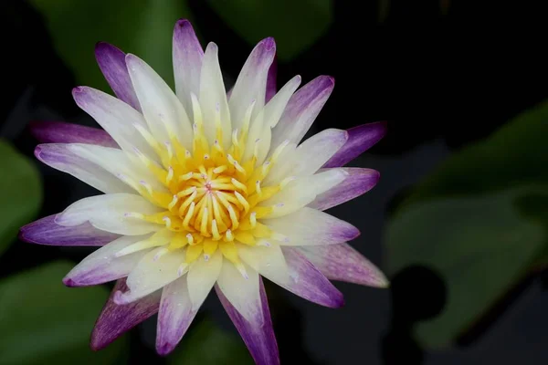 Красиві Квіти Лотоса Тропіках — стокове фото