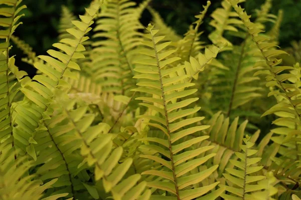 Gula Ormbunke Tropical — Stockfoto