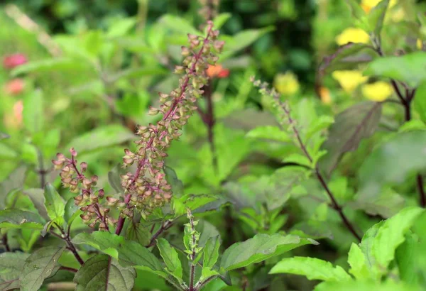 Basil Plant Tuin — Stockfoto