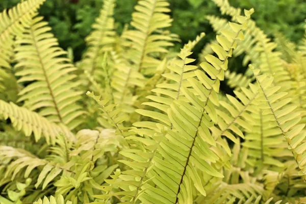 Sarı fern tropikal