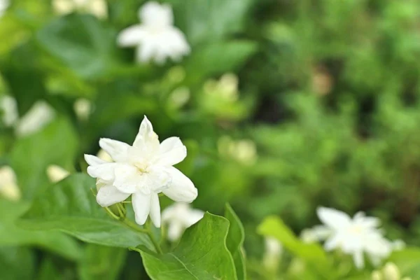 Witte Jasmijn Bloemen Tropische — Stockfoto