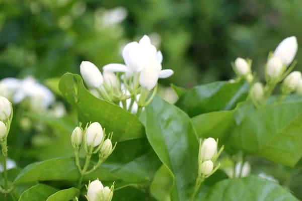 Flores Brancas Jasmim Tropical — Fotografia de Stock