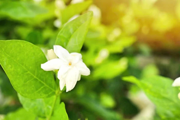 Fiori Gelsomino Bianco Tropicale — Foto Stock