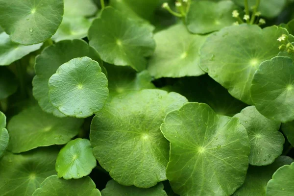 Hoja Asiática Natue — Foto de Stock