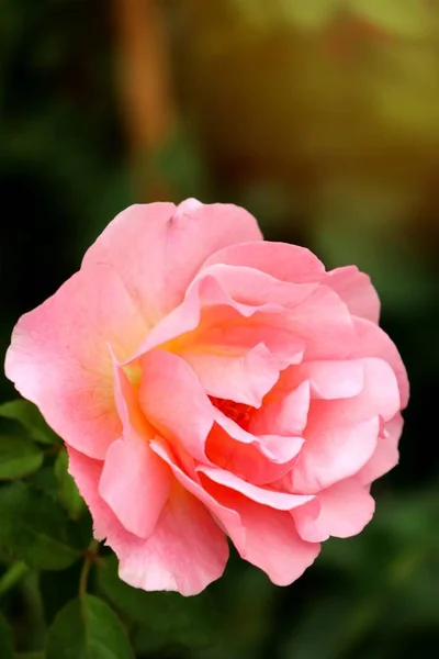Красивые Розы Тропиках — стоковое фото