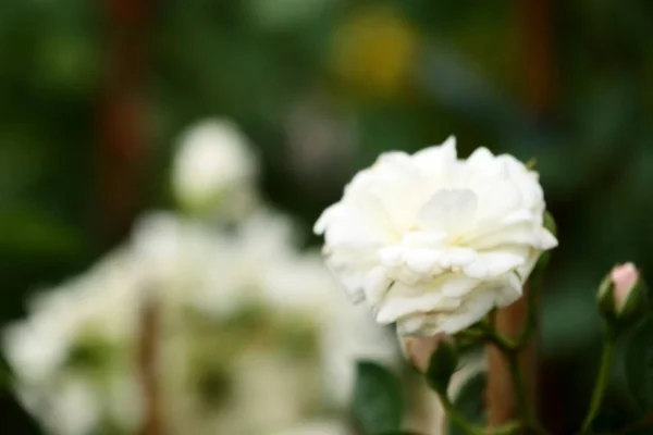 Lindas Rosas Tropical — Fotografia de Stock