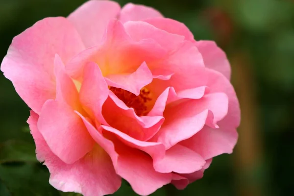 Όμορφα Τριαντάφυλλα Στην Τροπική — Φωτογραφία Αρχείου