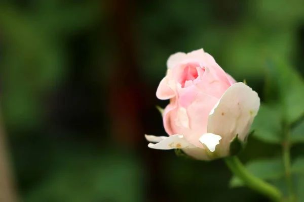 Mooie Rozen Tropische — Stockfoto