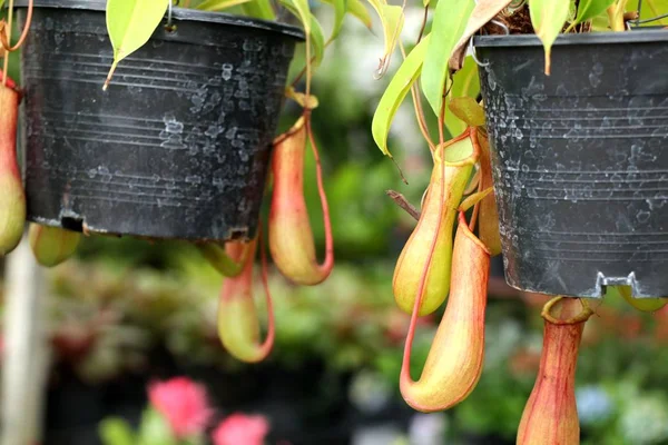 Nepenthes Plantes Tropicales Cruches — Photo
