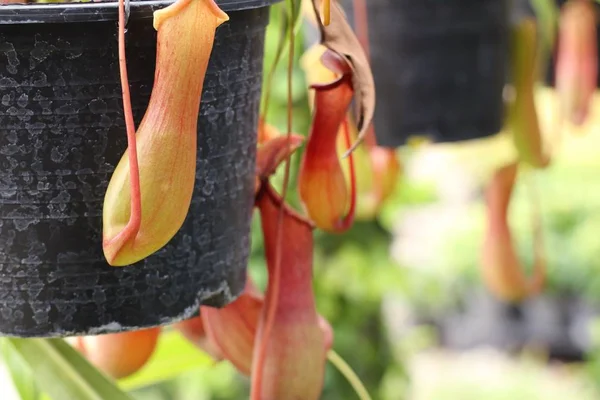 Nepenthes Plantes Tropicales Cruches — Photo