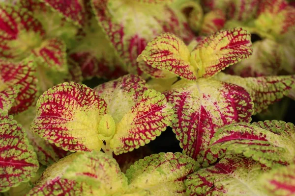 Beautiful Leaf Pattern Garden — Stock Photo, Image