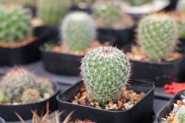 Beautiful Cactus Tropical — Stock Photo, Image