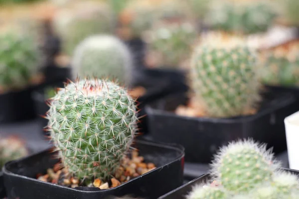 Hermoso Cactus Tropical — Foto de Stock